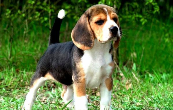 Adiestrar a tu mascota